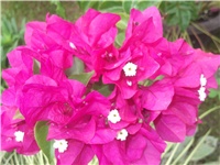 6d1660e4-Picture 015.jpg